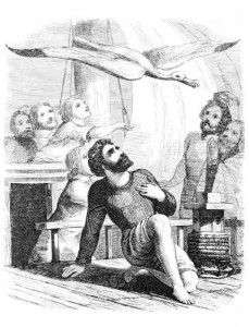 albatross